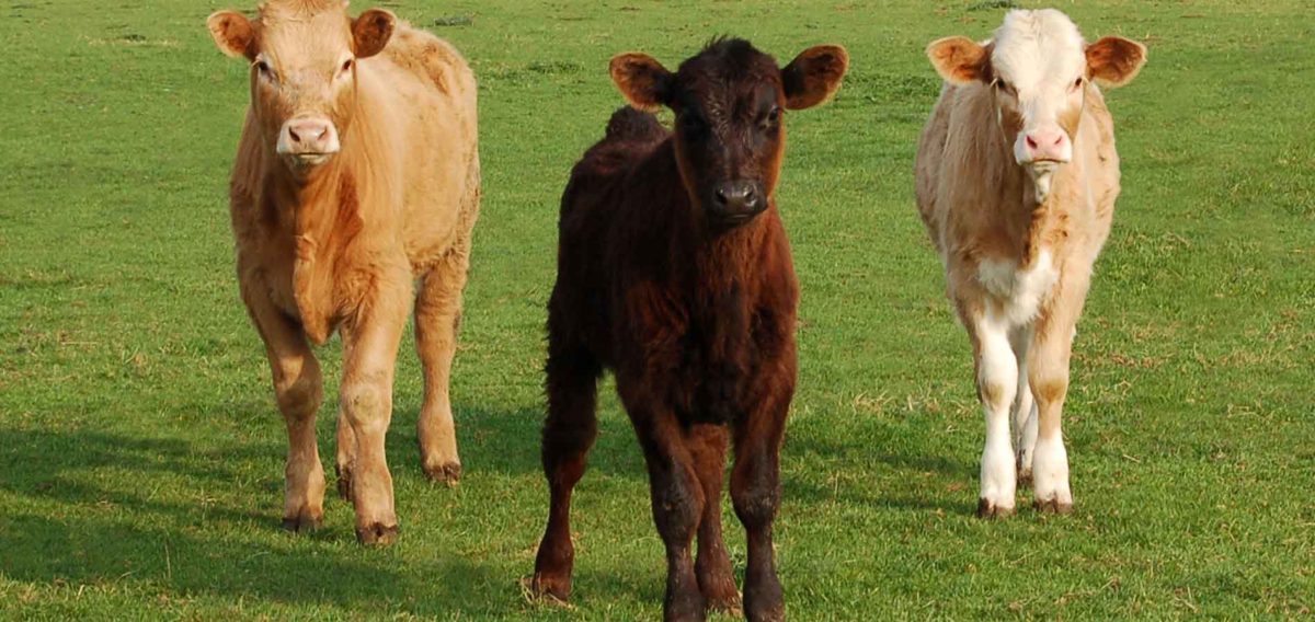 Veal Products Global Meats Australian Meat Export